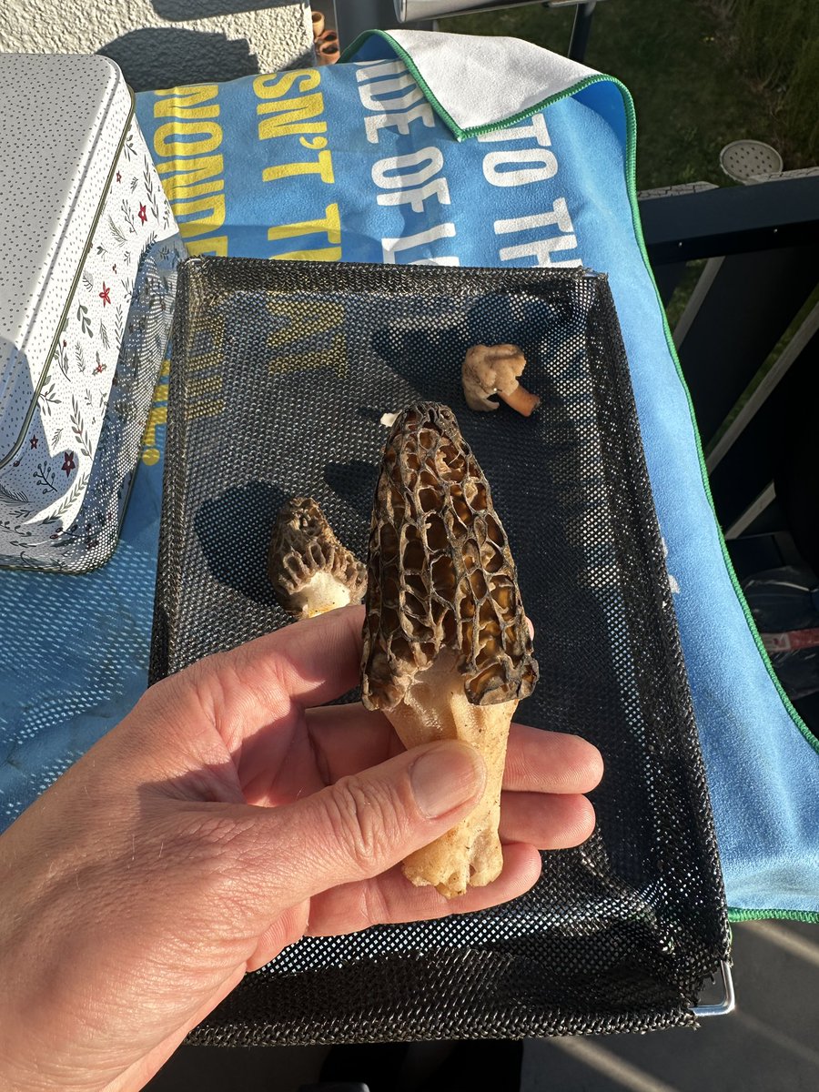 Trax51.hl 🫕🧀🏝 tweet media