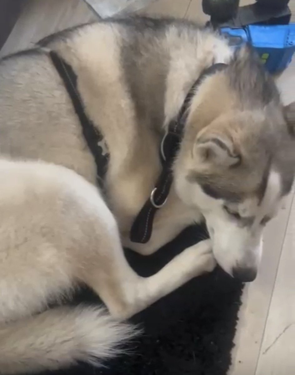 chris towers tweet media