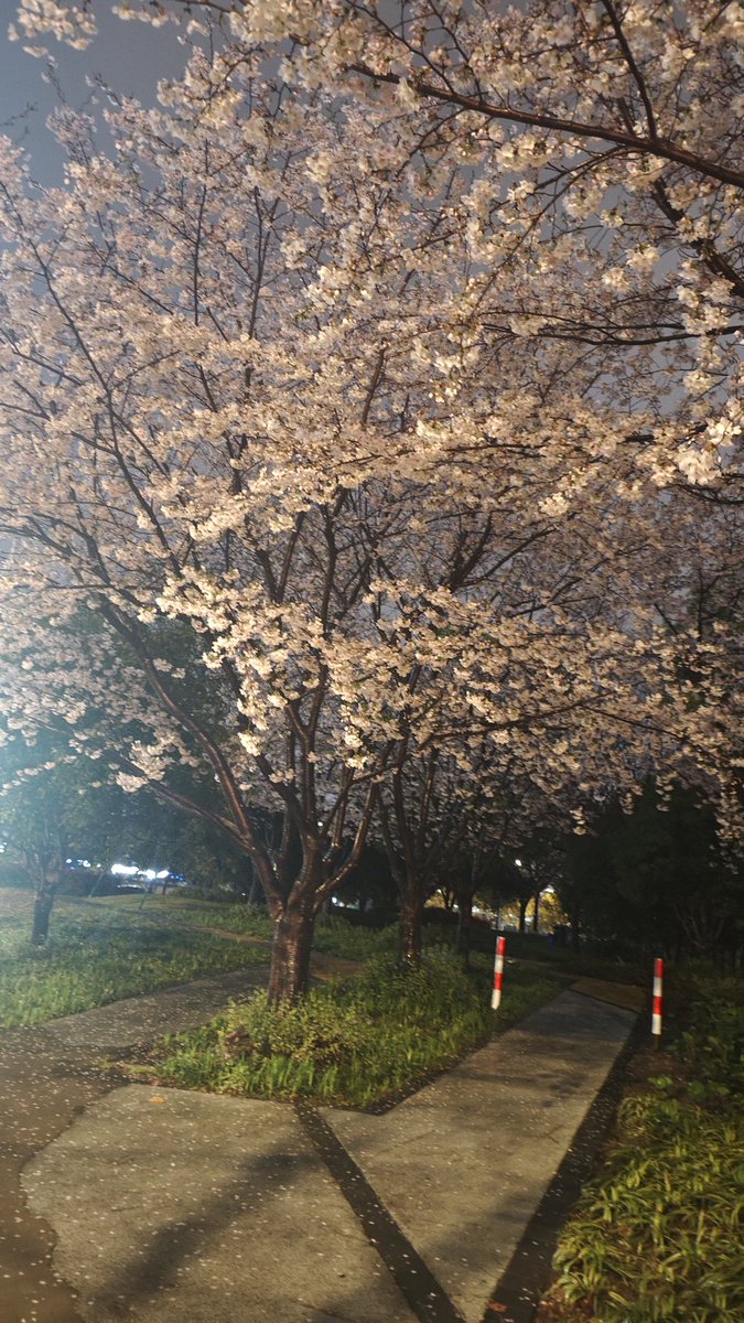 a1413024330's tweet photo. Sakura
上海这样的城市
会有人在这么美丽的樱花下停留吗 https://t.co/m1glrH7aGV