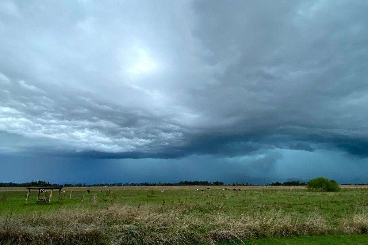 Batwa reubicada en otra selva. tweet media