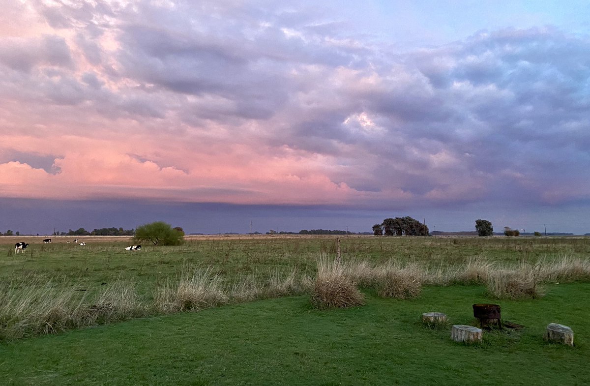 Batwa reubicada en otra selva. tweet media
