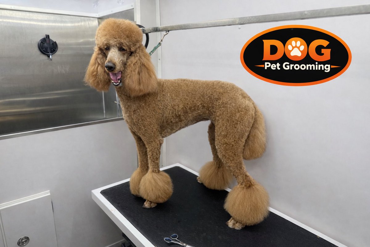 DOG Pet Grooming tweet media