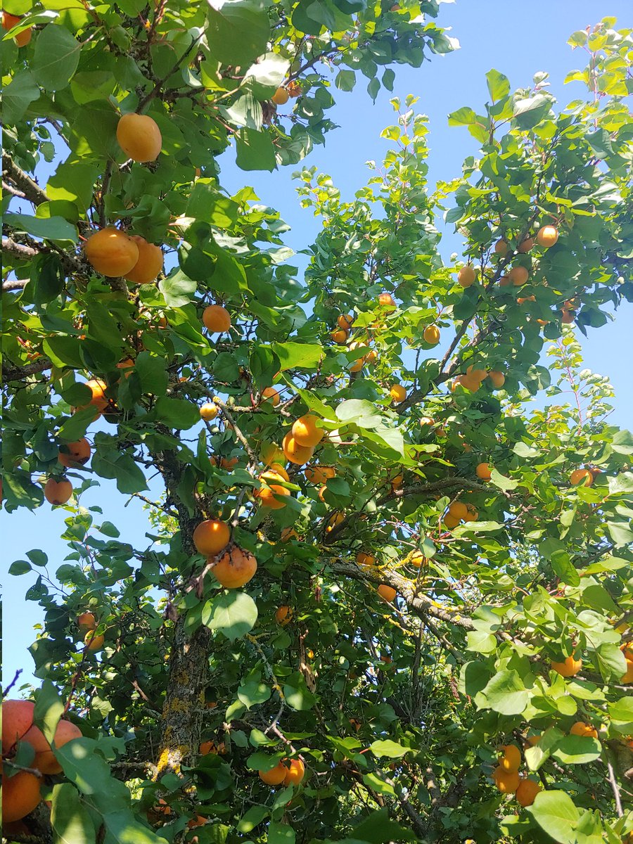 pavel pocarovsky tweet media