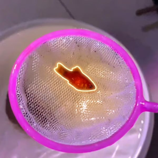 Godetooooo's tweet photo. 9M views in less than 22 hours.

This short video depicts a little red fish, trapped in a bucket being chased down by a carnivorous predator.

I think a lot of trenchers and people can relate to this.

The big fish keeps winning and taking advantage of the smaller fish, feeding off them and terrorising them.

https://t.co/aPd4rYuvtB
