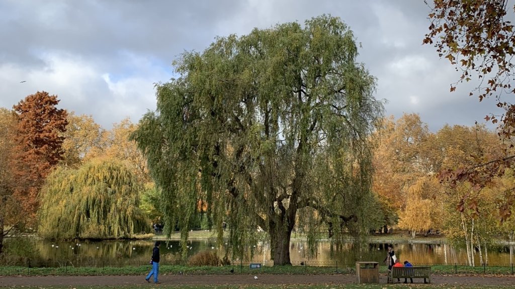 까눌레 tweet media