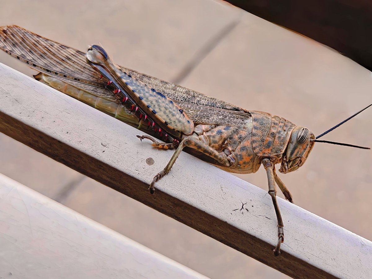 Chandan470993's tweet image. #oneplus #oneplus13r #shotoneplus #neversettle