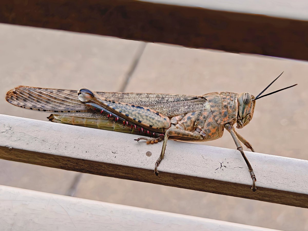 Chandan470993's tweet image. #oneplus #oneplus13r #shotoneplus #neversettle