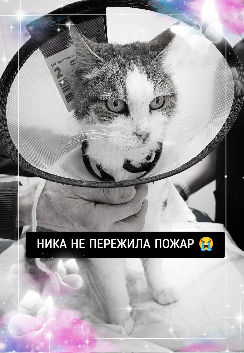 Elena Mikhailova tweet media