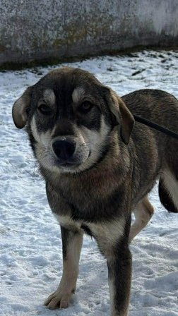 Pawprints to Freedom Rescue🐾 tweet media