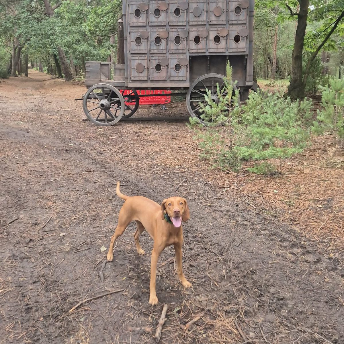 chris towers tweet media