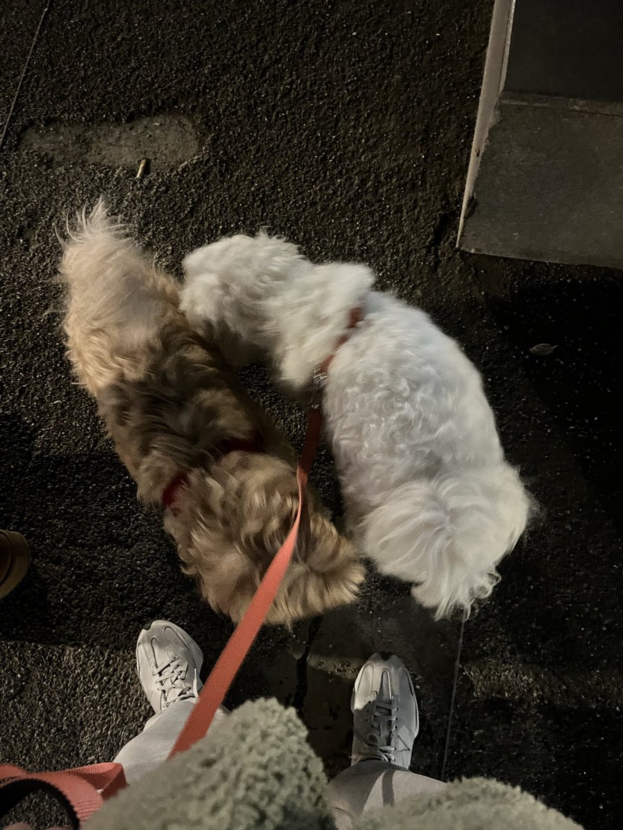 nihorobin tweet media