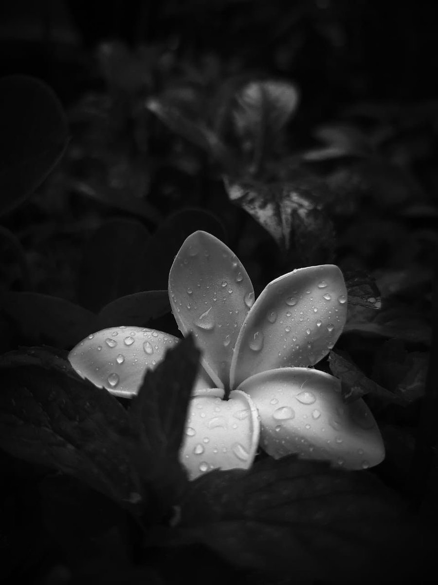 Whispers tweet media