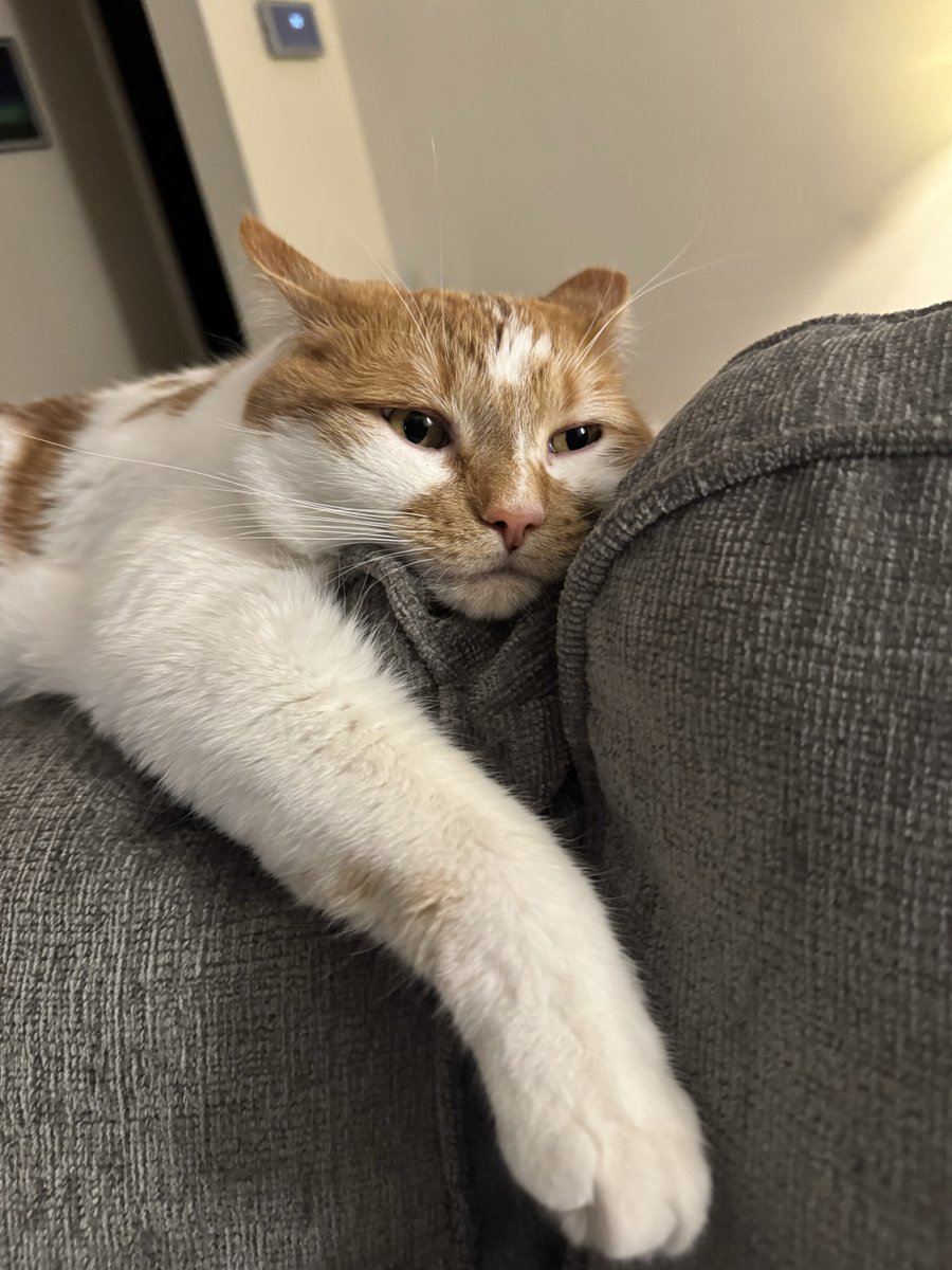 Marmalade and Roma Tomato tweet media