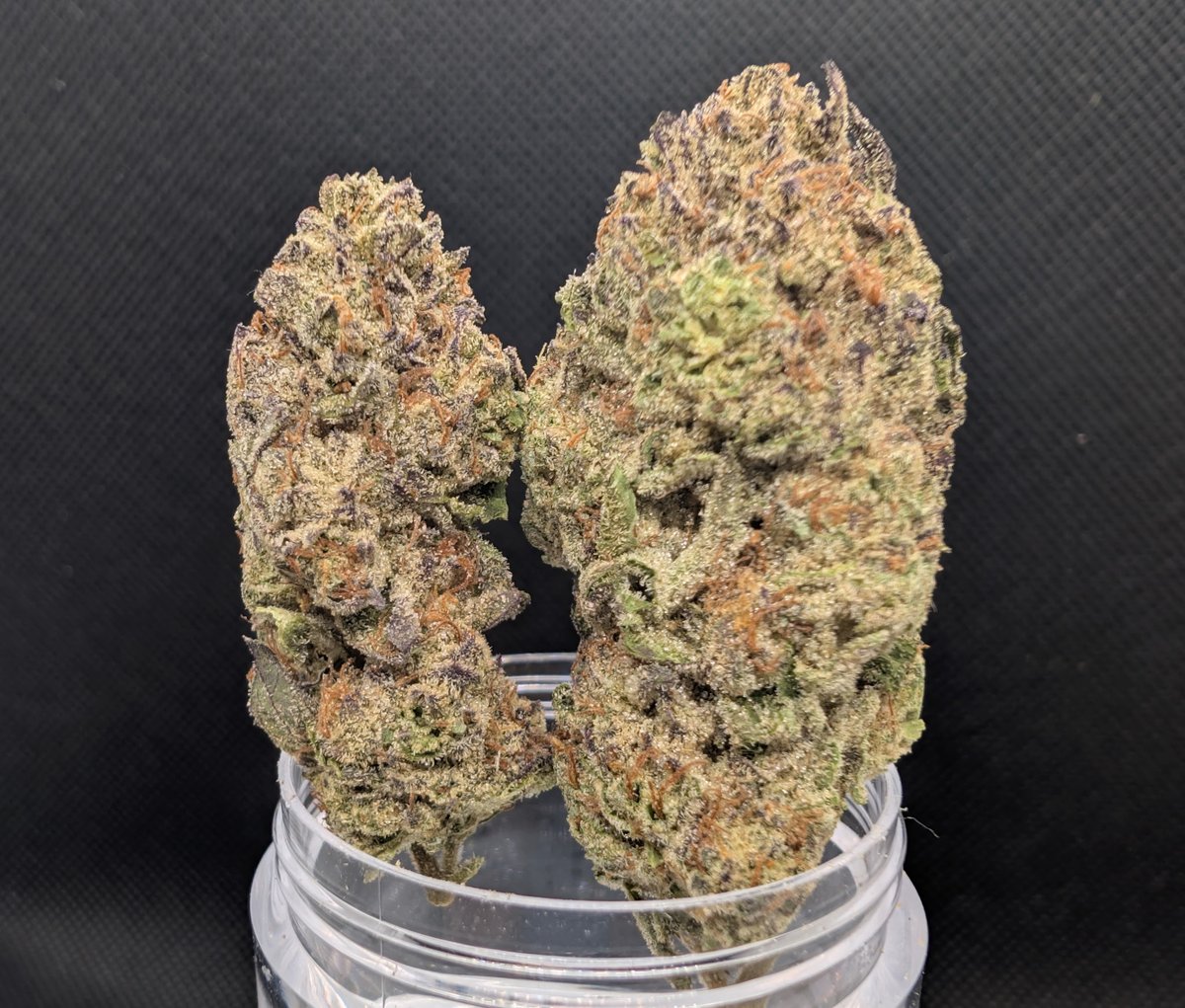 Amish Grown tweet media