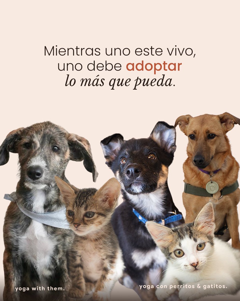YogaWithThem's tweet photo. Desde que arranco el 2026, algo muy lindo estuvo pasando. 🐾

Cada adopción es una historia que empieza, y una huella que se transforma en hogar.✨

Gracias a cada persona que se animó a adoptar. Si todavía no viviste la experiencia, tal vez tu historia también esté esperando ❤️‍🩹 https://t.co/eyvOMA8jHl