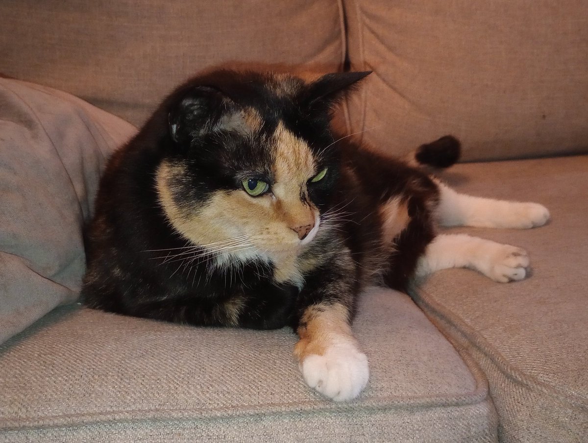 Dharmandkarma's tweet photo. Lyra was adopted 11 years ago today, which was also a Good Friday. https://t.co/noIjniaRcw