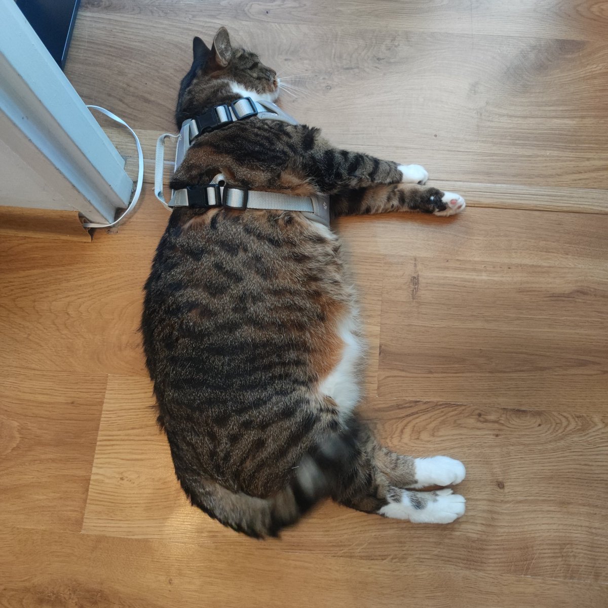 Jedziemy na święta do mojej mamy, gdzie jest podwórko, więc Paulina wpadła na pomysł, że wypuścimu kota na trawę... W związku z tym postanowiła kota przyzwyczaić do szelek...

Kot rozpoczął protest! (chyba głodowy, ale patrząc na jego figurę to może trochę potrwać...)