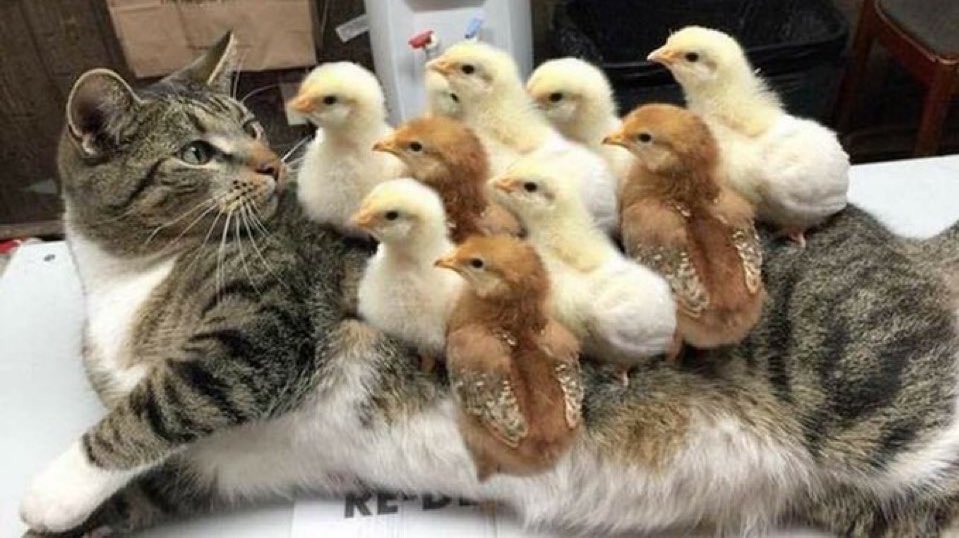 Larry the Cat tweet media