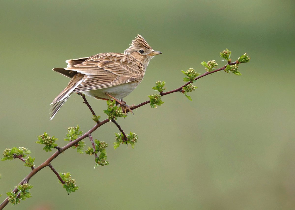 Ashley Cox tweet media