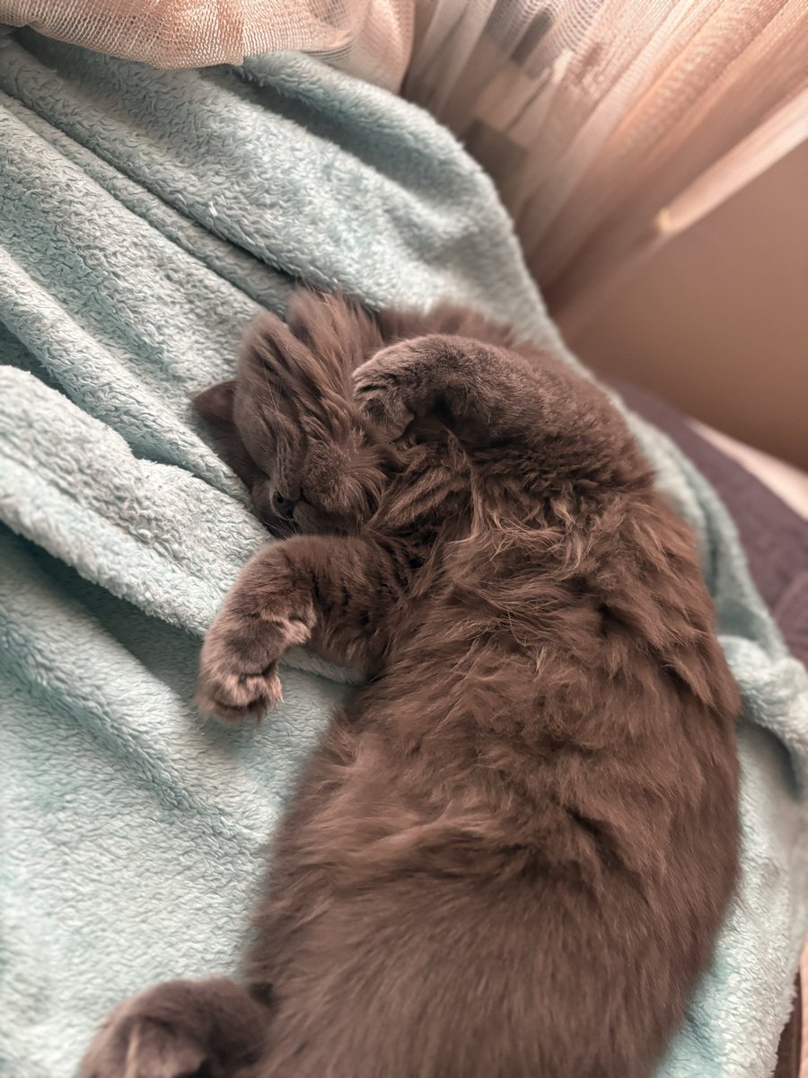 ریال tweet media