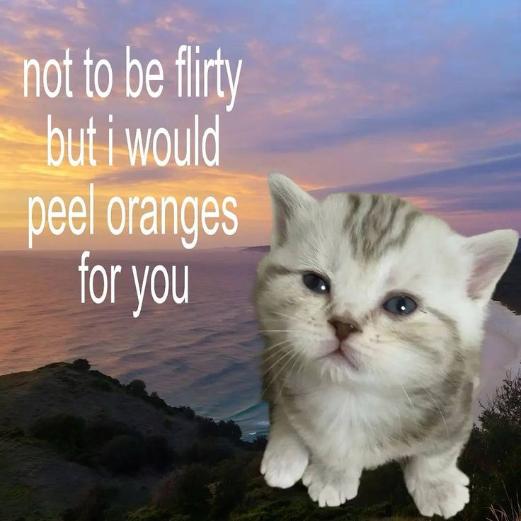 Manato, meu marido. tweet media