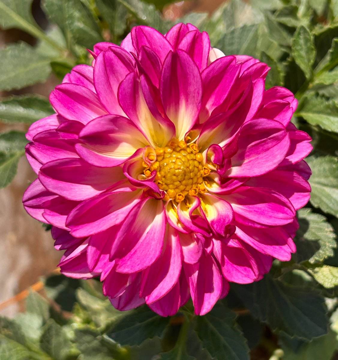 Lissette tweet media