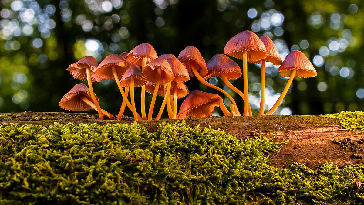 Treemissions tweet media