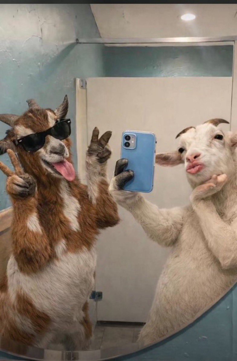 shaxxyⓂ️ (parody) tweet media