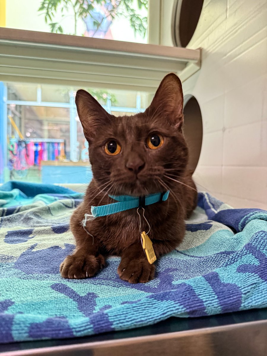 Humane Society of Missouri tweet media