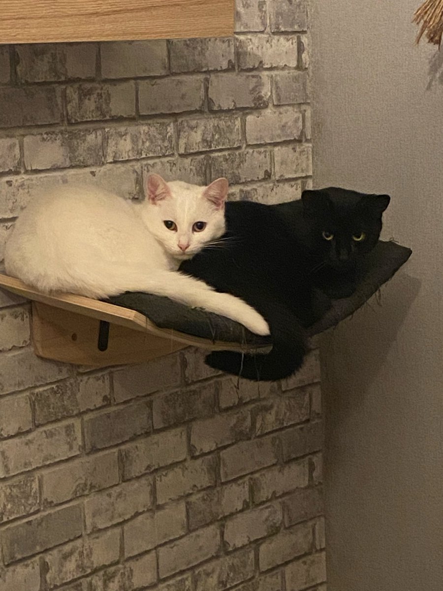 Valerie // Mindreset tweet media