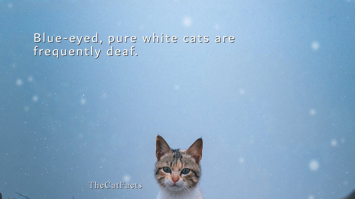 TheCatsFact's tweet photo. Did you know? Blue-eyed, pure white cats are frequently deaf! This fascinating genetic link occurs because the same gene affecting coat color can impact inner ear development. #CatFacts #AnimalGenetics https://t.co/2wvVUosLkL