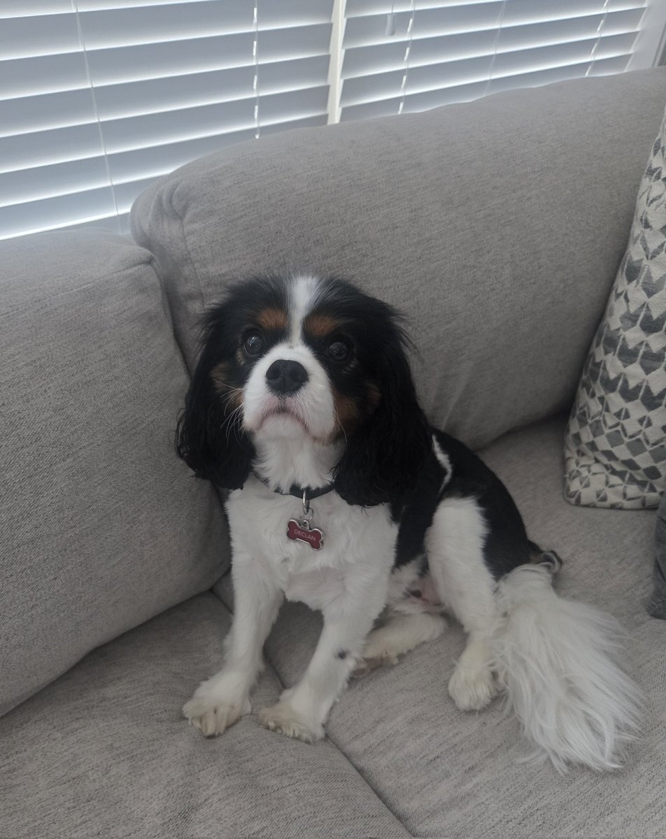 Declan Gera tweet media