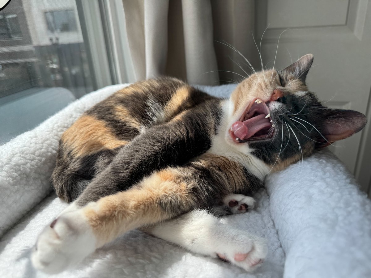 lilblossmae's tweet photo. AAAAAAHHHH https://t.co/cO1n1lzVaq