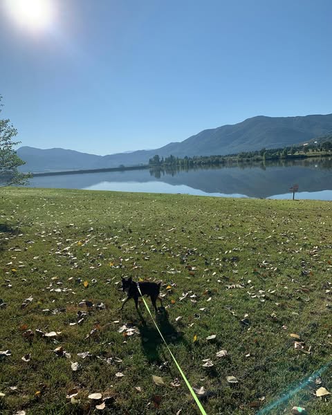 Anna000s's tweet photo. My best little adventure buddy 🐶✨ Hikes, lake days, and endless snuggles. My heart is full.#DogLife https://t.co/ueJcL5Xm0j
