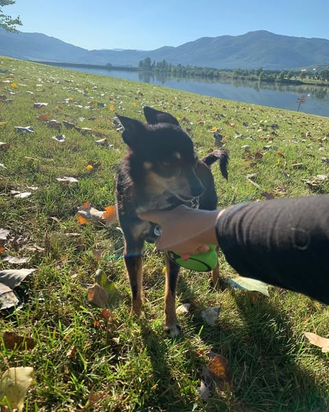 Anna000s's tweet photo. My best little adventure buddy 🐶✨ Hikes, lake days, and endless snuggles. My heart is full.#DogLife https://t.co/ueJcL5Xm0j