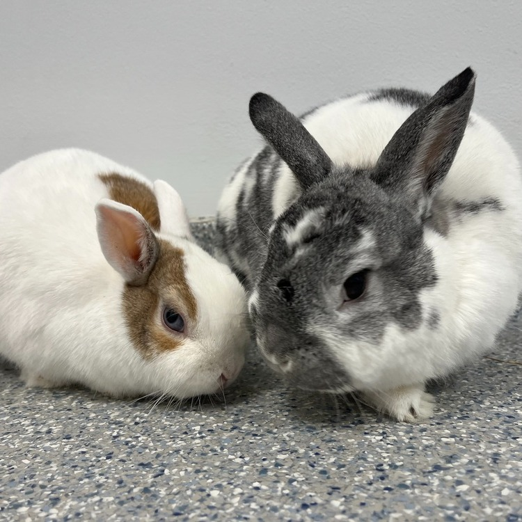 RabbitNetwork's tweet photo. Aero and Kinder are a bonded pair looking for a forever home! ♥️ They are around the same age, but Aero is the larger of the pair, with a sweet demeanor, and tends to be a little shy compared to his mate, Kinder. Reach out to meet these cute #bunnies! https://t.co/gVKoj9Q9Aq https://t.co/4HcspBPyvT