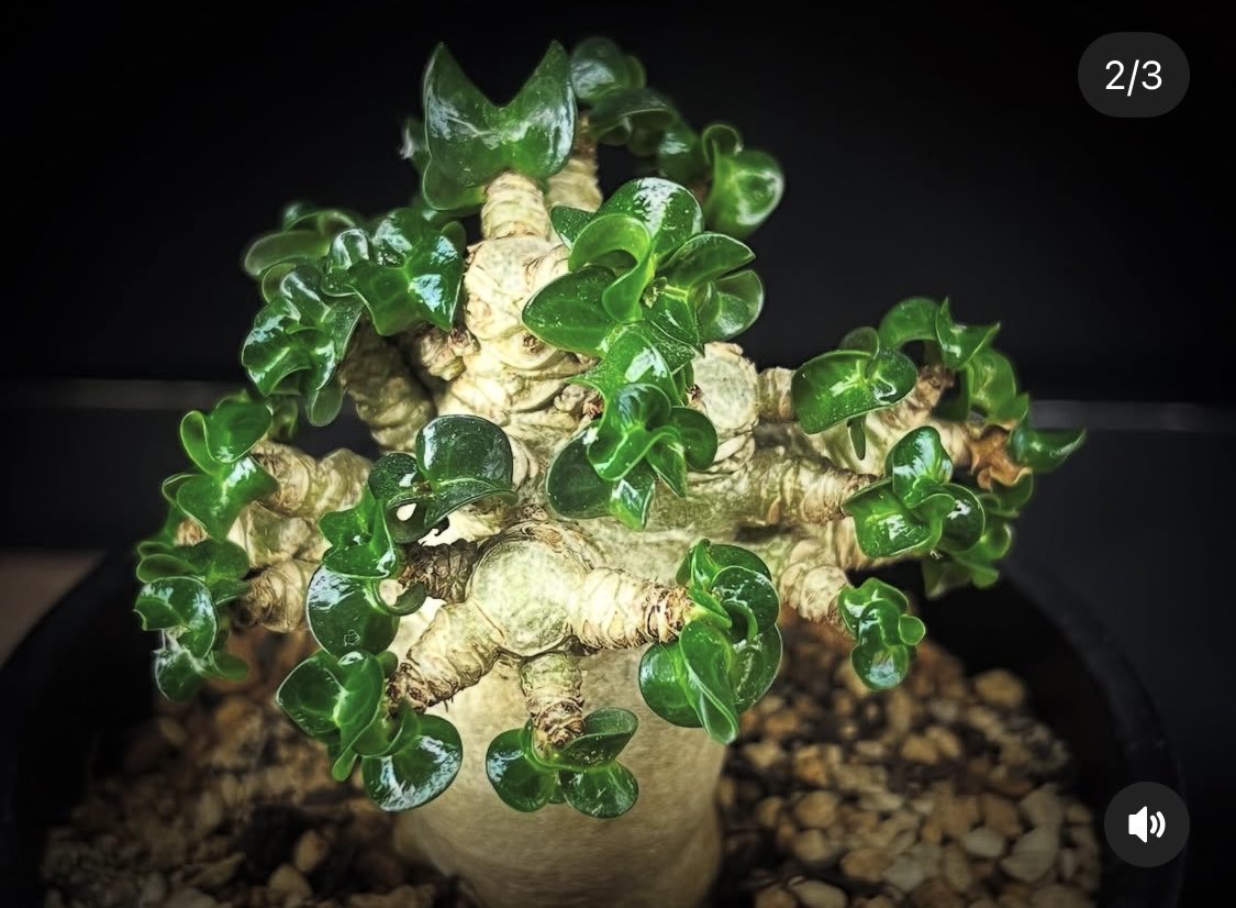 九州の植物ショップを巡るひなぎく tweet media