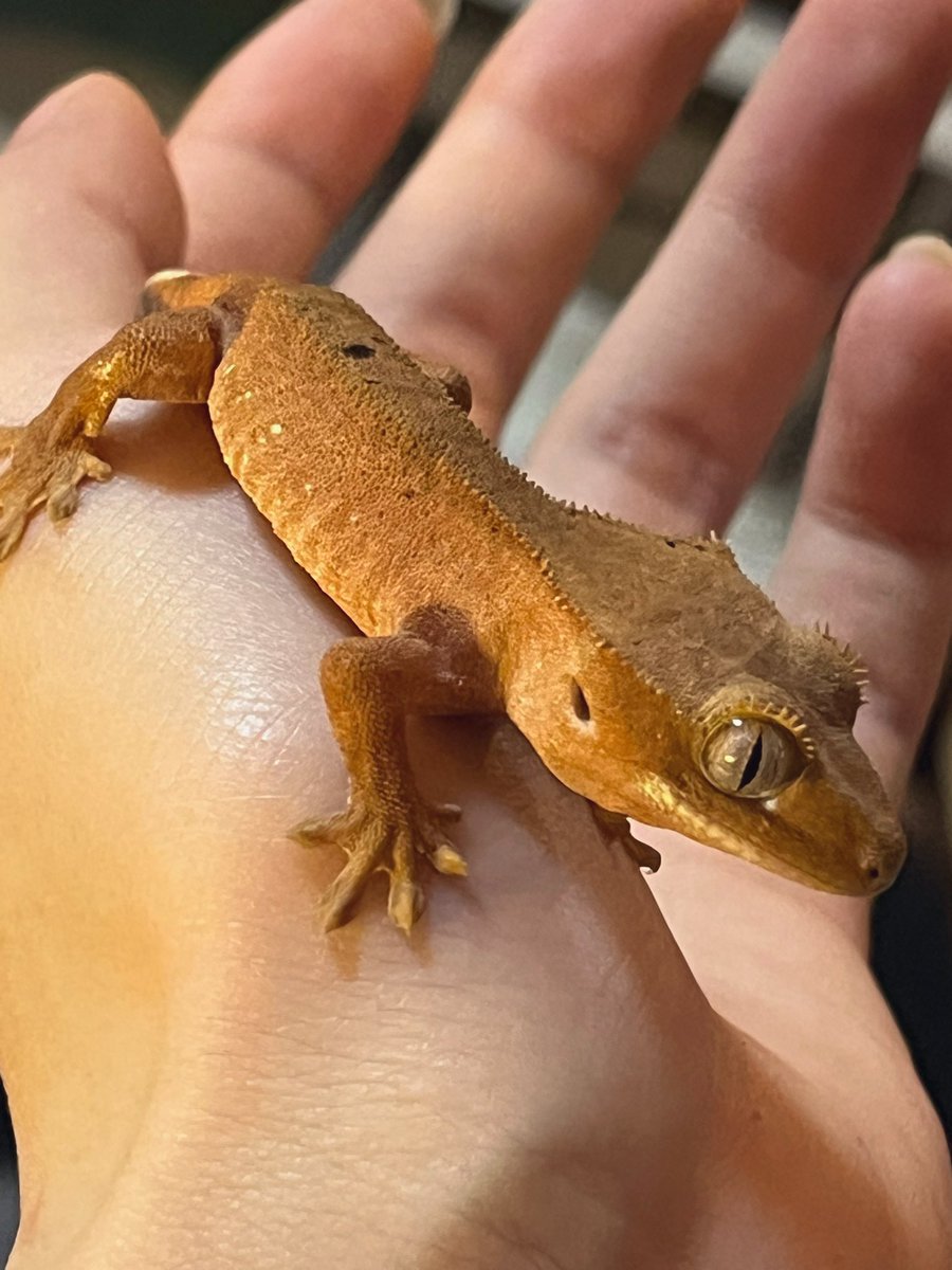 ナナシ tweet media