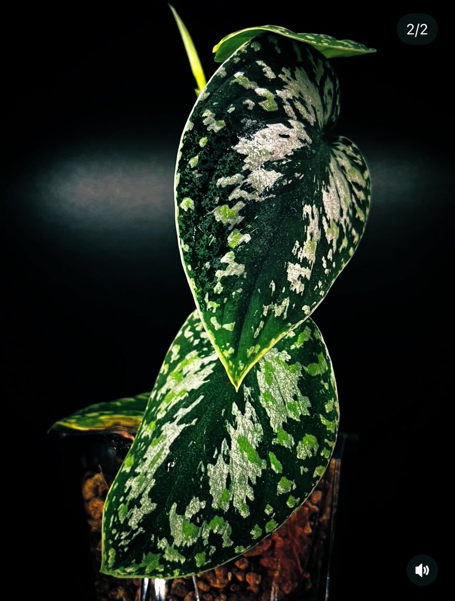 九州の植物ショップを巡るひなぎく tweet media