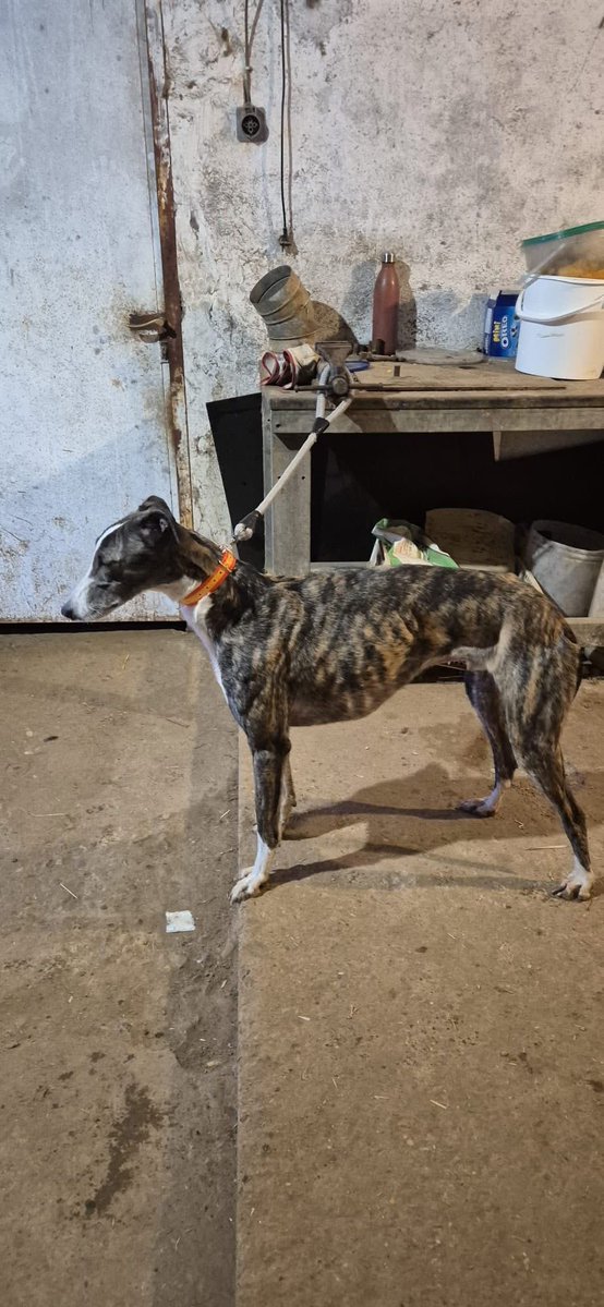 Galgos del Sol tweet media