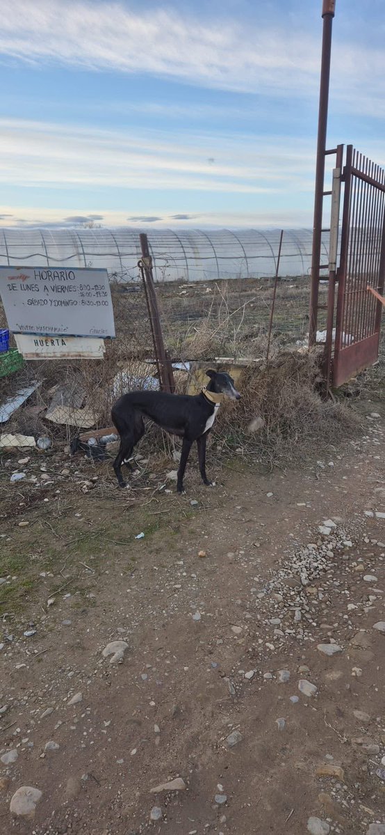 Galgos del Sol tweet media