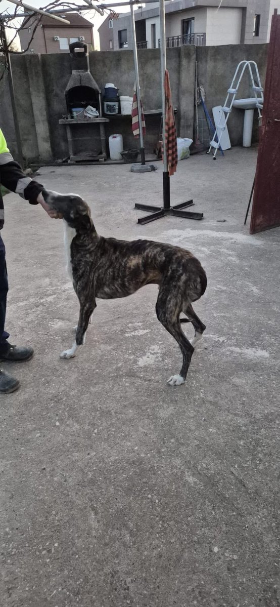 Galgos del Sol tweet media