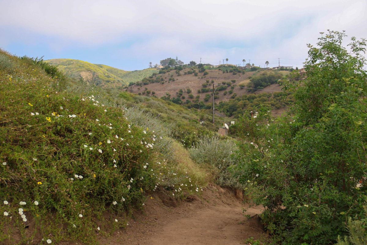 SOARVC's tweet photo. In 1995, Ventura residents passed SOAR to protect farmland and open space. What followed was three decades of developers pushing back, legal twists, and one extraordinary opportunity that almost slipped away. The story of the Ventura Hills Nature Preserve is worth knowing. 
📰 https://t.co/NLemWX7cCn 
📷 Madden Velasco