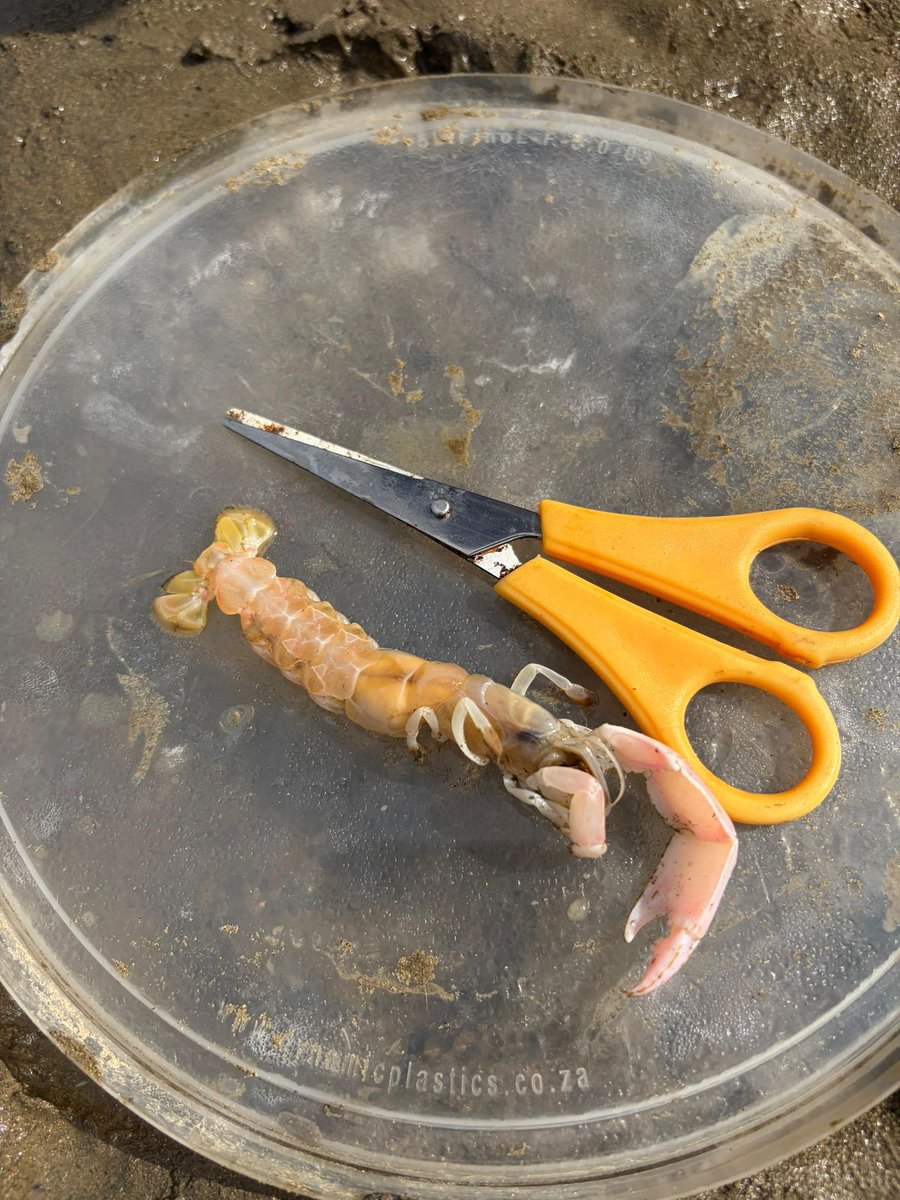 Traveller tweet media