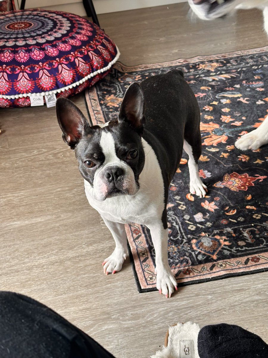 lanabeesfw's tweet image. Today the Demon Of The House Award goes to Iggy, its 11am and his father is already fed up with his behavior