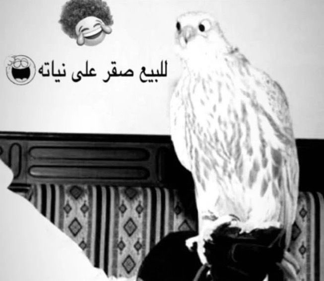 كريسبور tweet media