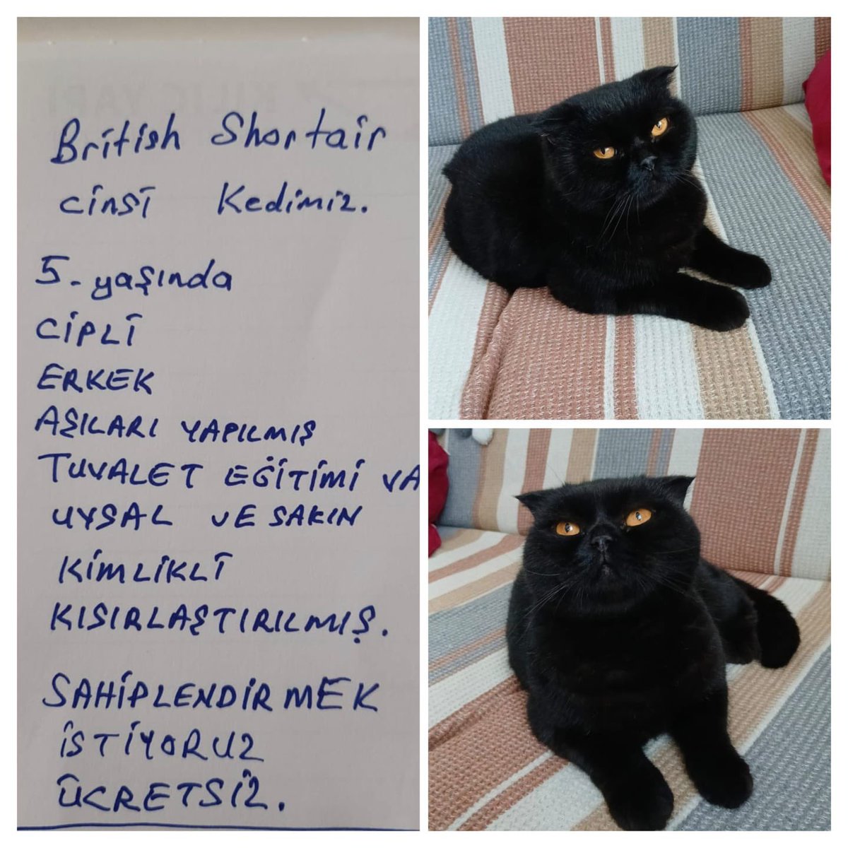 Masum Gözler tweet media