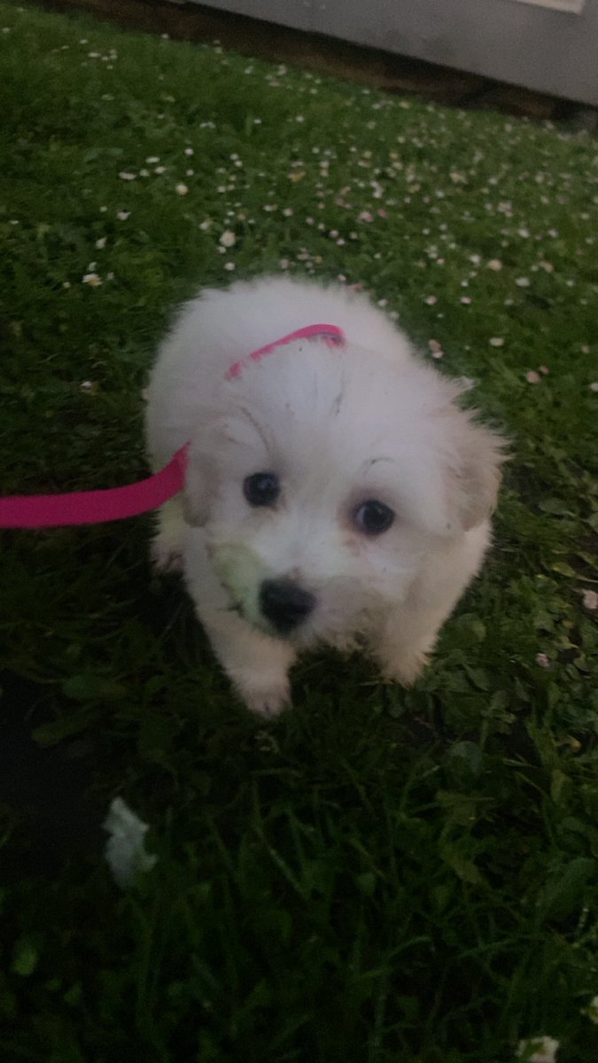 shin fan account tweet media