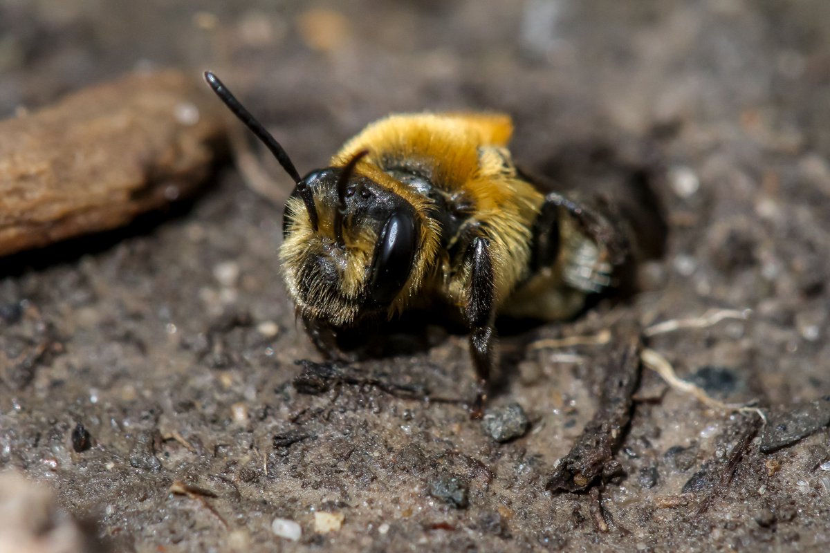 Back In The Yard🐝🦋 tweet media