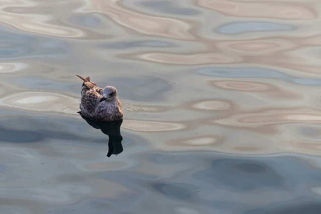 Cesar Cardenas tweet media